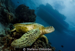 A sea turtle resting on a coral apparently waiting for pe... by Stefano Colombo 